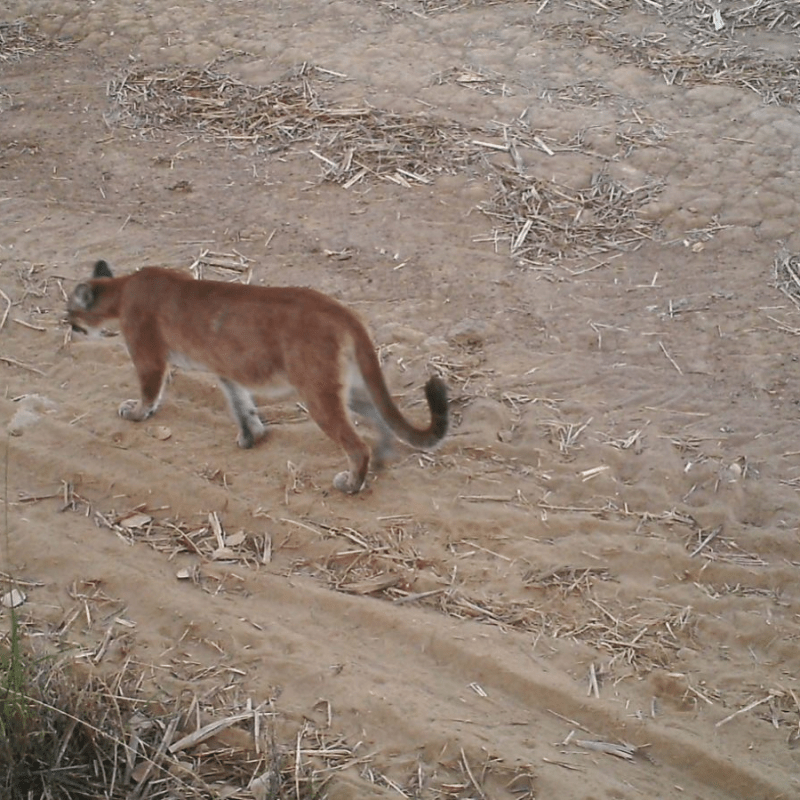 Onça-parda mantém equilíbrio da biodiversidade mesmo em paisagem dominada por cana-de-açúcar, aponta&nbsp;estudo