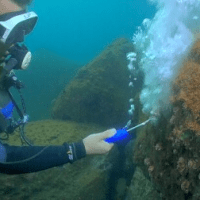 Estudo propõe novo método para remoção de coral invasor no&nbsp;Brasil
