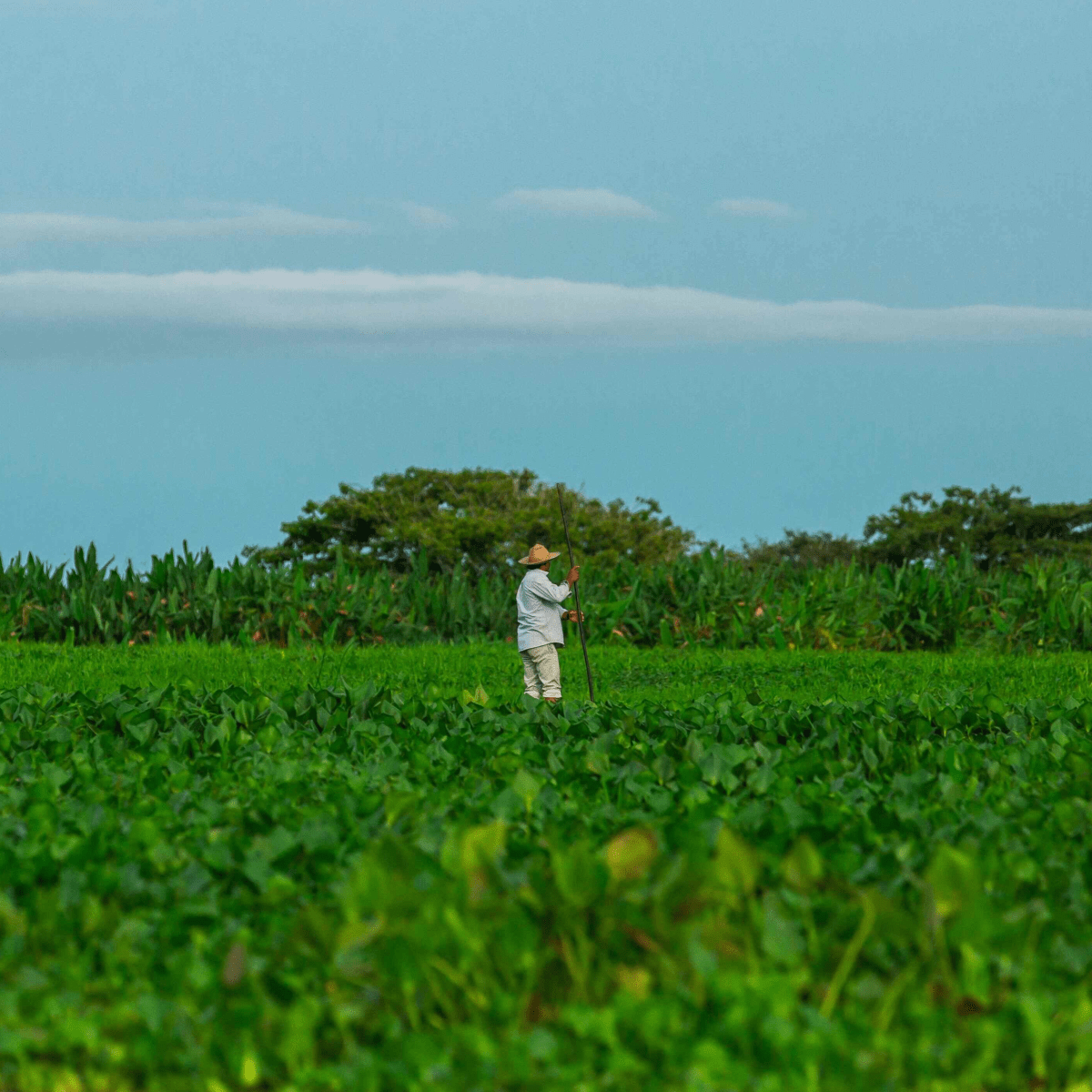 Seguro rural incentivado pelo governo impulsiona produção agrícola no&nbsp;país