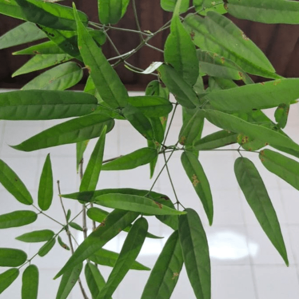 Pesquisadores usam extrato de planta amazônica para frear infecção em&nbsp;peixes