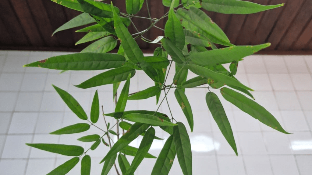 Pesquisadores usam extrato de planta amazônica para frear infecção em&nbsp;peixes
